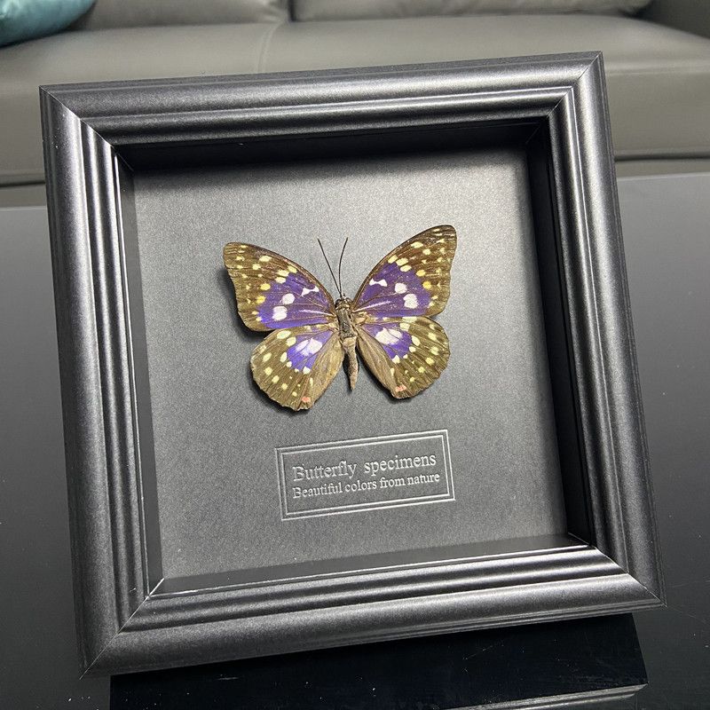 2047 Wholesale series 1/5/10pcs Butterfly Specimen Painting Science Education Collection Wedding Decoration Christmas Halloween Gifts