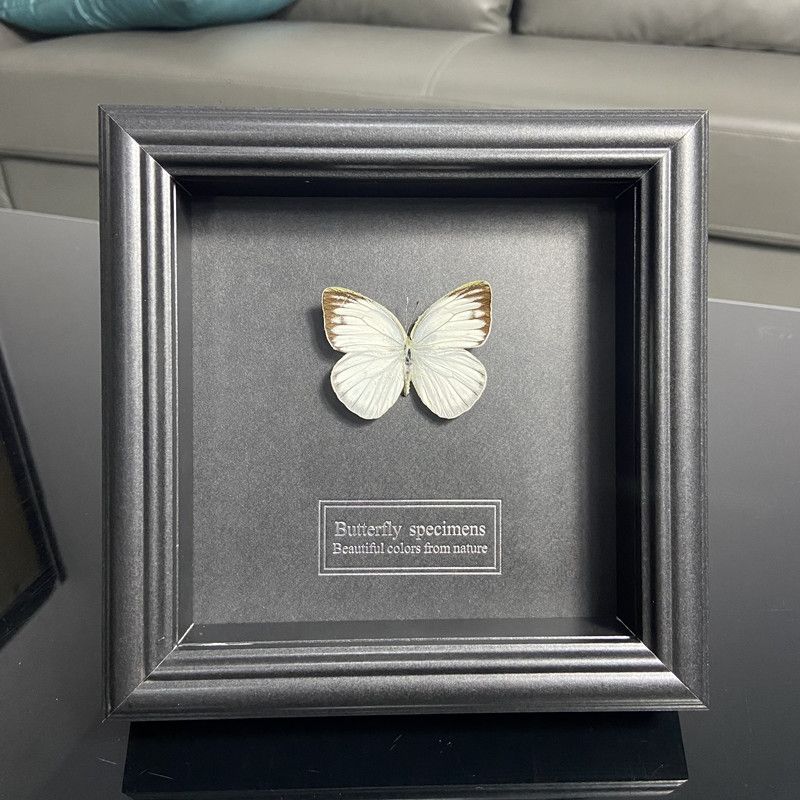 2047 Wholesale series 1/5/10pcs Butterfly Specimen Painting Science Education Collection Wedding Decoration Christmas Halloween Gifts