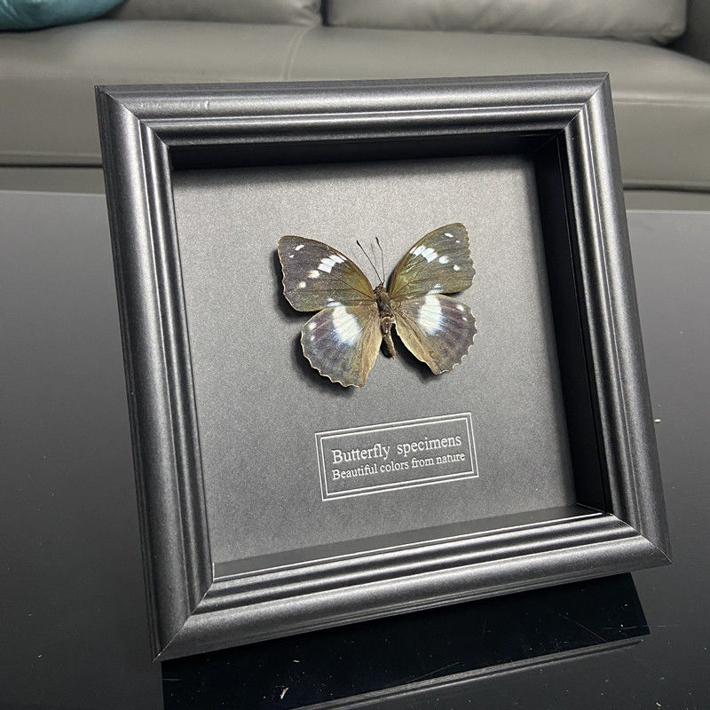 2047 Wholesale series 1/5/10pcs Butterfly Specimen Painting Science Education Collection Wedding Decoration Christmas Halloween Gifts