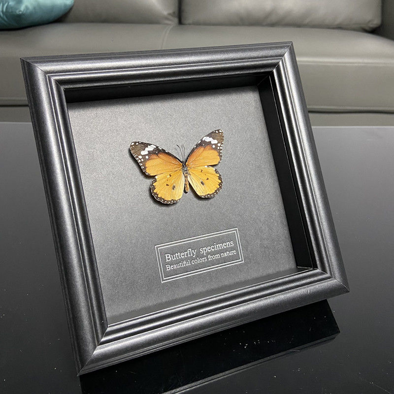 2047 Wholesale series 1/5/10pcs Butterfly Specimen Painting Science Education Collection Wedding Decoration Christmas Halloween Gifts