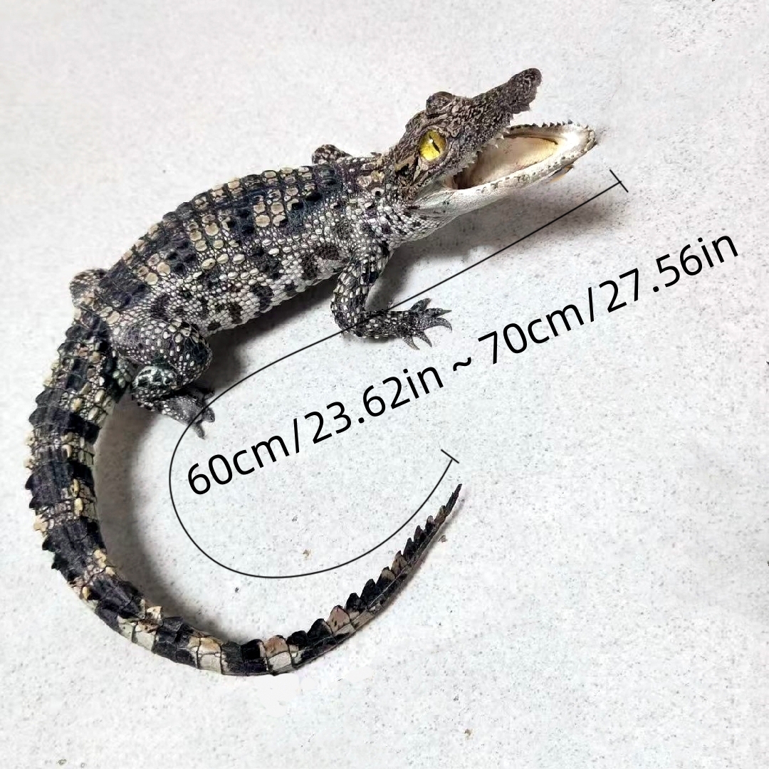 2200 Super 1M Crawling Crocodile Specimen Handmade Customized Dark Style Halloween Horror Resin Artwork Creative Birthday Gifts