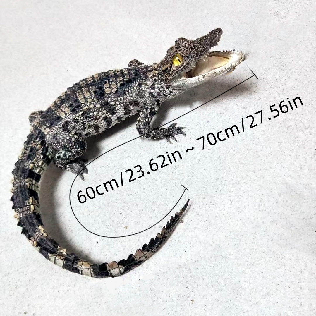 2200 Super 1M Crawling Crocodile Specimen Handmade Customized Dark Style Halloween Horror Resin Artwork Creative Birthday Gifts