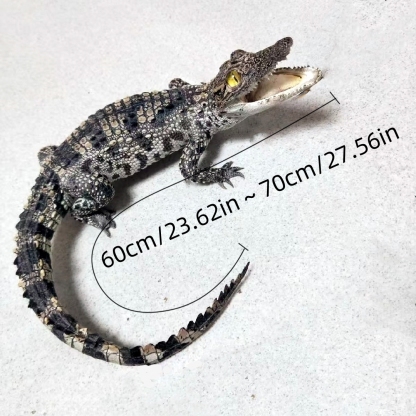 2200 Super 1M Crawling Crocodile Specimen Handmade Customized Dark Style Halloween Horror Resin Artwork Creative Birthday Gifts