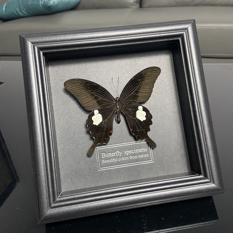 2047 Wholesale series 1/5/10pcs Butterfly Specimen Painting Science Education Collection Wedding Decoration Christmas Halloween Gifts