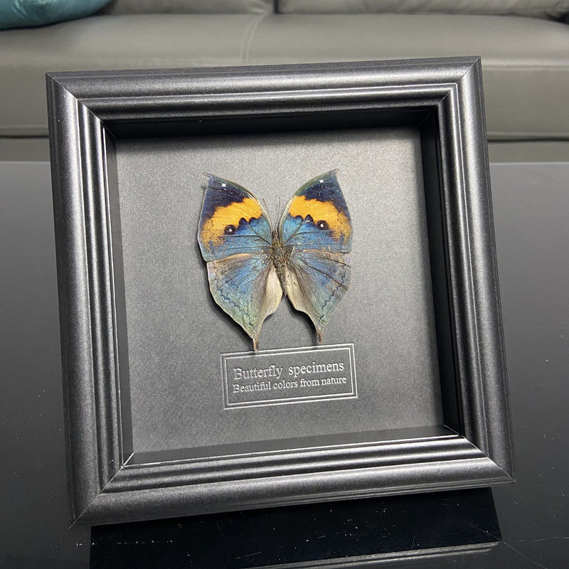 2047 Wholesale series 1/5/10pcs  Butterfly Specimen Painting Science Education Collection Wedding Decoration Christmas Halloween Gifts