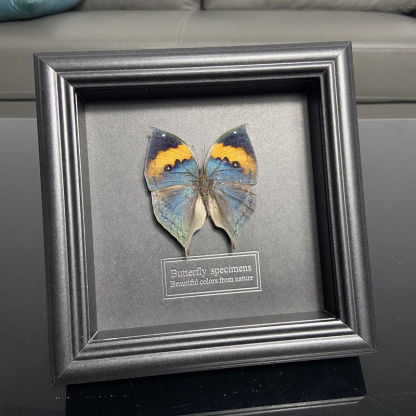 2047 Wholesale series 1/5/10pcs  Butterfly Specimen Painting Science Education Collection Wedding Decoration Christmas Halloween Gifts