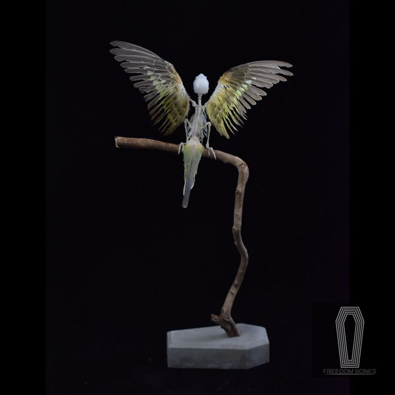 2041 Boutique series  Avian Skeletal Art Arboreal Display Gothic Anatomy Study Articulated Bone Configuration Mythical Bird Bone Perch