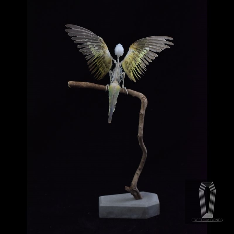2041 Boutique series Avian Skeletal Art Arboreal Display Gothic Anatomy Study Articulated Bone Configuration Mythical Bird Bone Perch