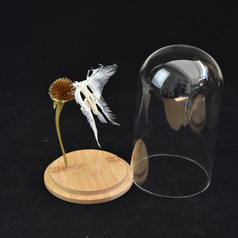 2110 Boutique series Butterfly Skeleton Art Sculpture Natural History Display Biological Craft 3D Wall Decor Unique Collector Gift