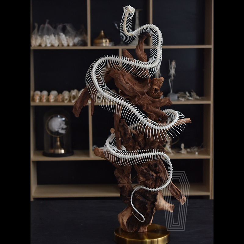 2112 Boutique series Deadwood Coiled Snake Animal Skeleton Specimen Home Decorative Ornaments Sculpture Collection Friends Relatives Gifts