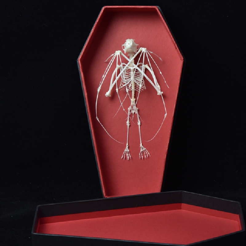 2123 Boutique series Gothic Coffin Box Bat Skeleton Craft Steampunk Wall Decor Ethical Educational Display Animal Parts Gothic Gift