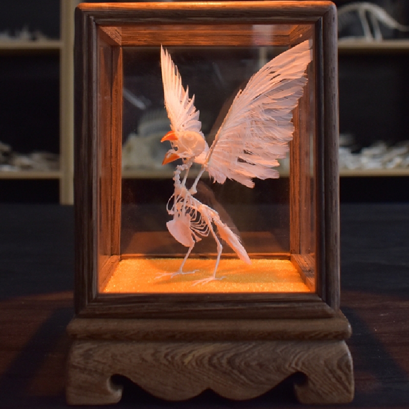 2127 Boutique series Pearl Bird Skeleton model Art Display Case Art Gothic Home Decor Ethical Craft Friendly Scientific As Halloween decor