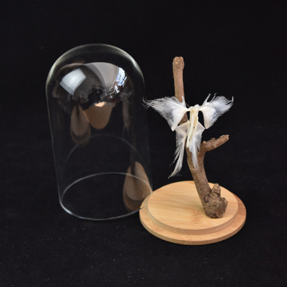 2110 Boutique series Butterfly Skeleton Art Sculpture Natural History Display Biological Craft 3D Wall Decor Unique Collector Gift