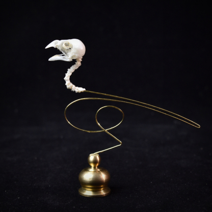 2111 Boutique series Ethical Bird Skull Art Sculpture Copper Accents Natural History Display Handcrafted Craft Museum Collector Gift