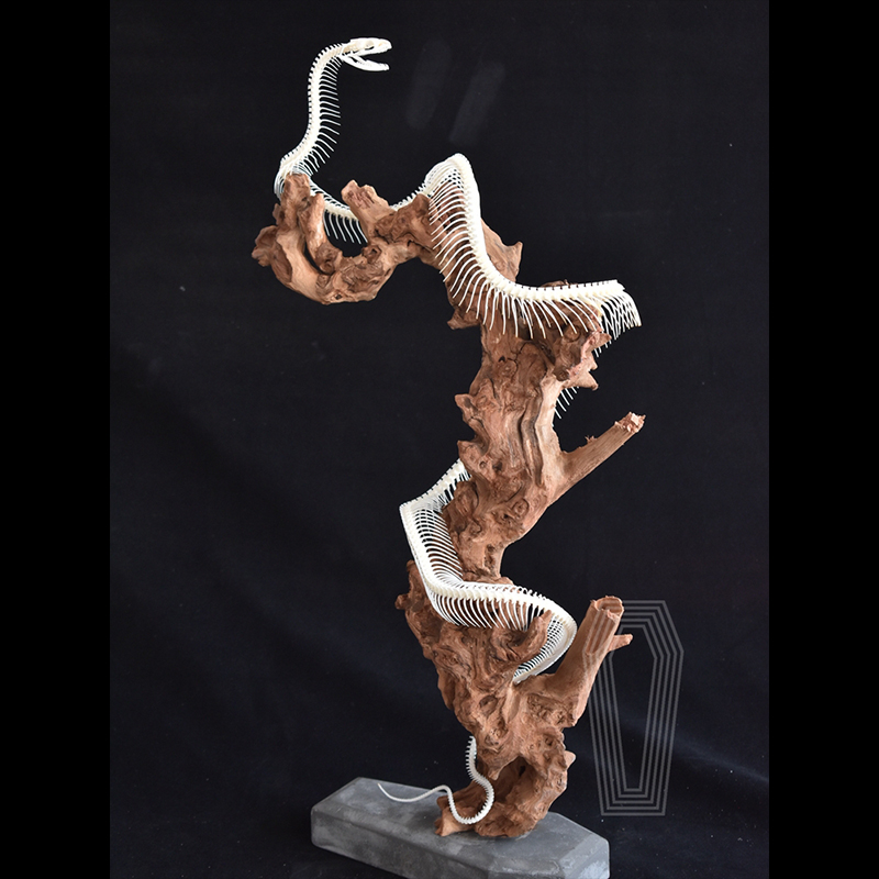 2112 Boutique series Deadwood Coiled Snake Animal Skeleton Specimen Home Decorative Ornaments Sculpture Collection Friends Relatives Gifts