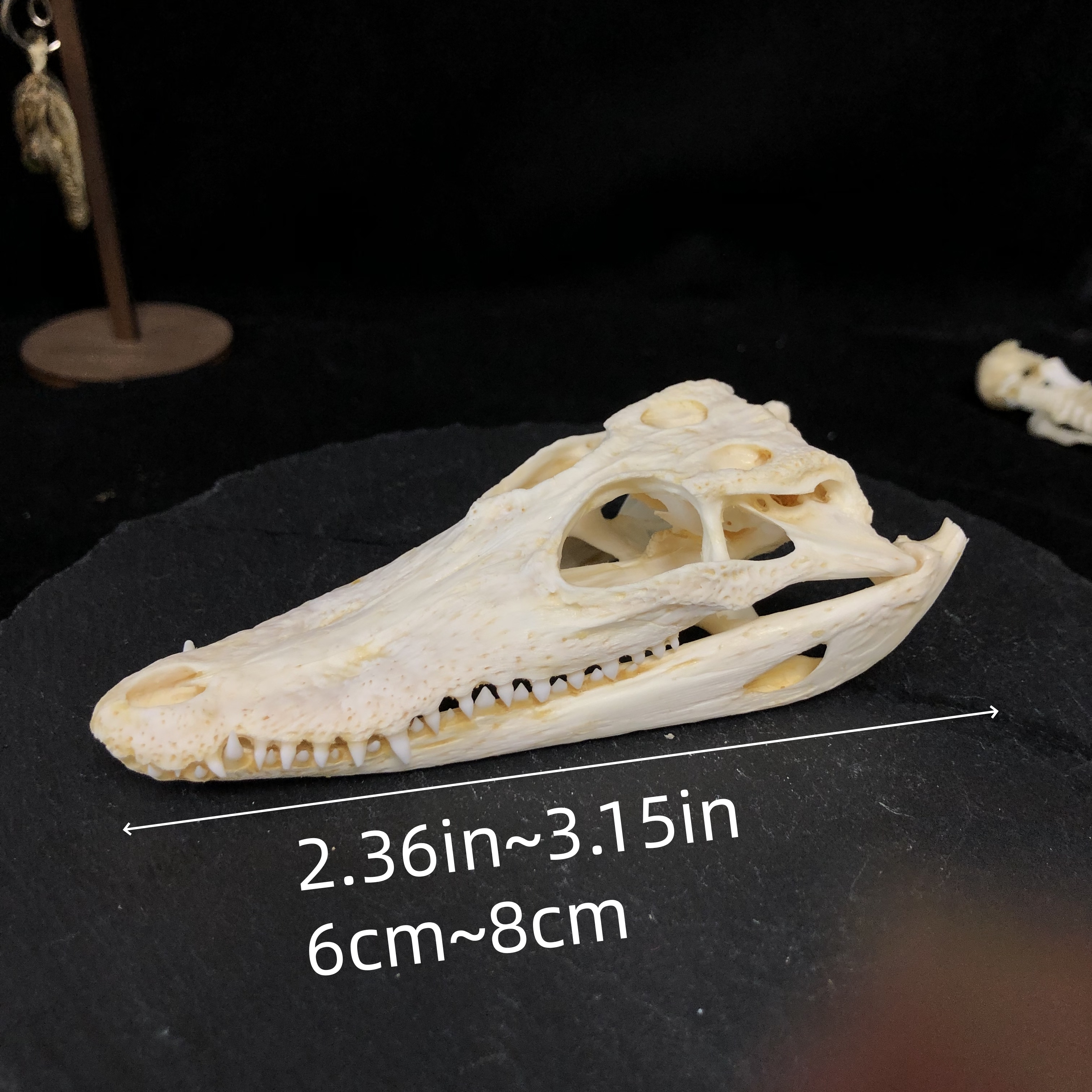 2115 Wholesale series 1/5/10 Pcs Crocodile Skull Artwork Decorative Sculpture Lot Premium Quality Animal Skull Home Decor Science