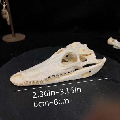 2128 Wholesale 1/5/10 Pcs Gothic Alligator Animal Skull Taxidermy Decor Figurines Horror Craft Ornament Gift for Halloween Christmas Party