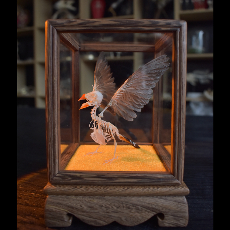 2127 Boutique series Pearl Bird Skeleton model Art Display Case Art Gothic Home Decor Ethical Craft Friendly Scientific As Halloween decor