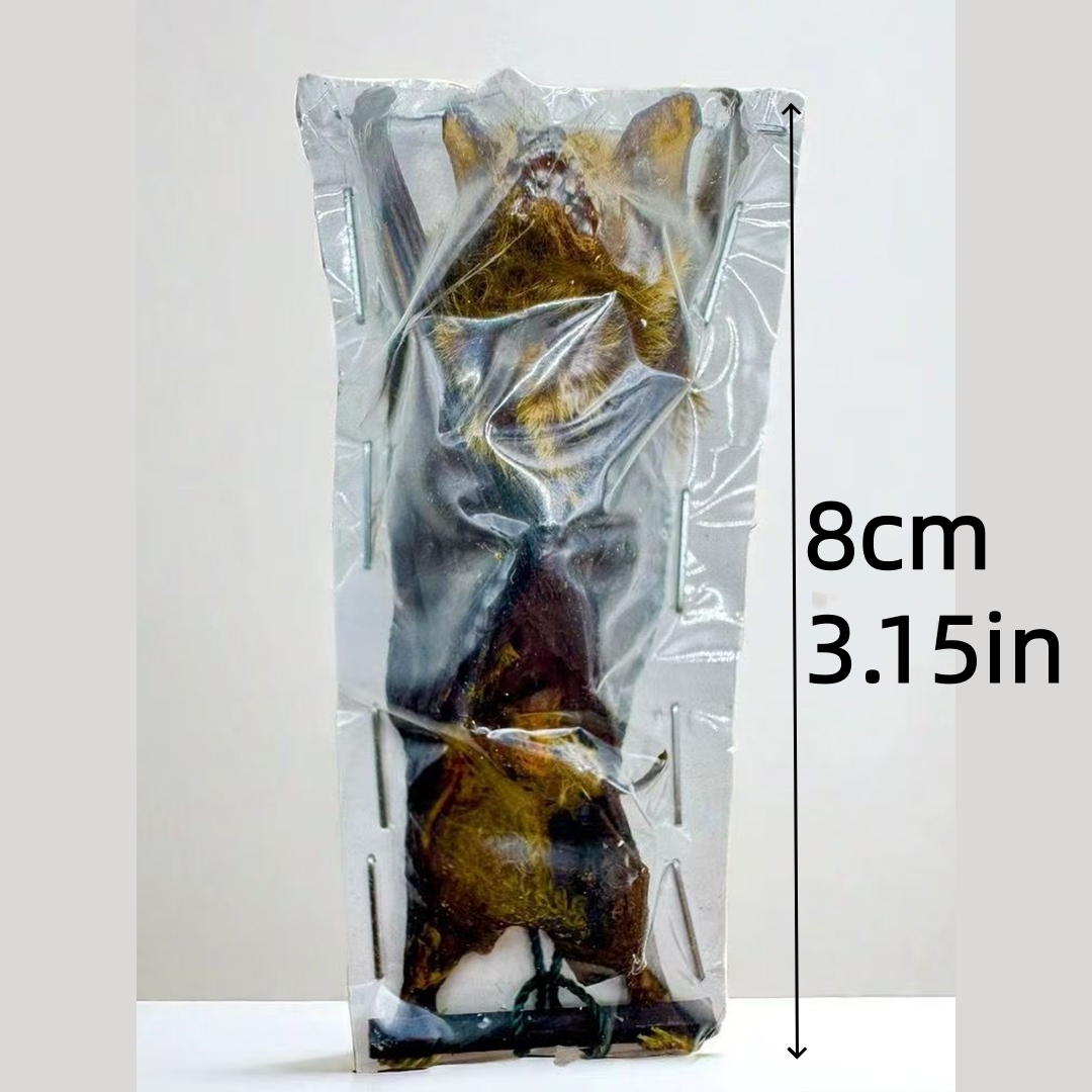 2049 Wholesale series 1/5/10 Pcs Horseshoe Bat Painted Bat Dried corpse real Taxidermy Decor Horror Craft Ornament Gift for Halloween Party
