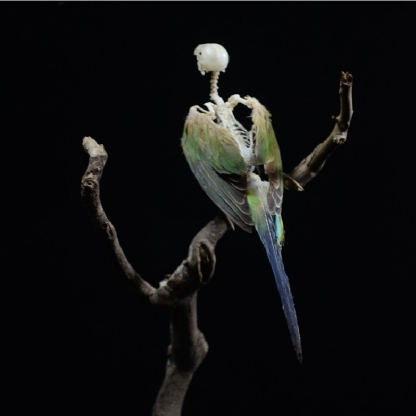 2041 Boutique series  Avian Skeletal Art Arboreal Display Gothic Anatomy Study Articulated Bone Configuration Mythical Bird Bone Perch