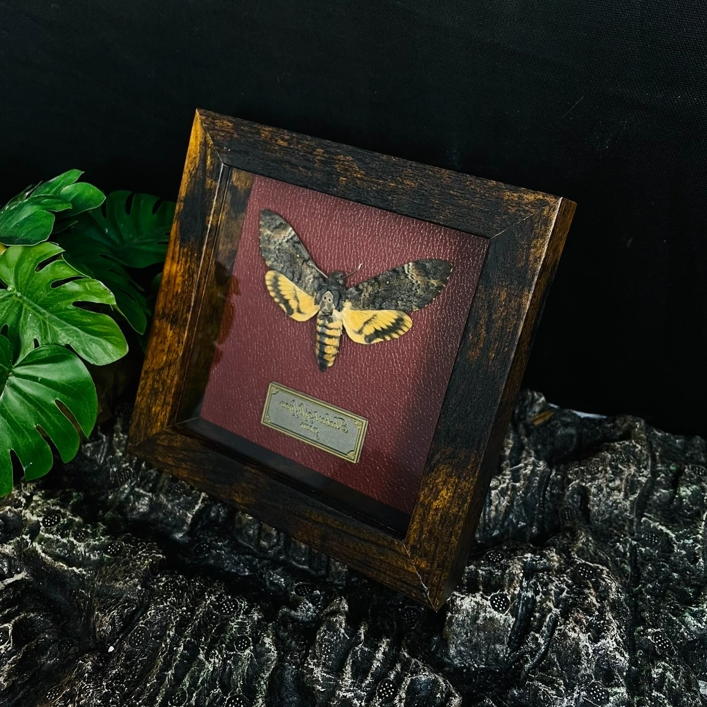 2051 Wholesale series 1/5/10pcs Death-headed Eagle Moth Gift Specimen Painting Gothic Art Creepy Weird Halloween Supplies Silent Lamb