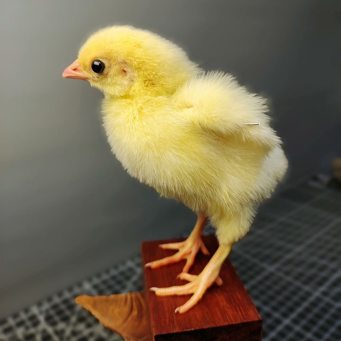 2068 Wholesale Chicken Duck Models for Wedding Decoration Christmas Halloween Party Ornament Science Teaching Props Figurines