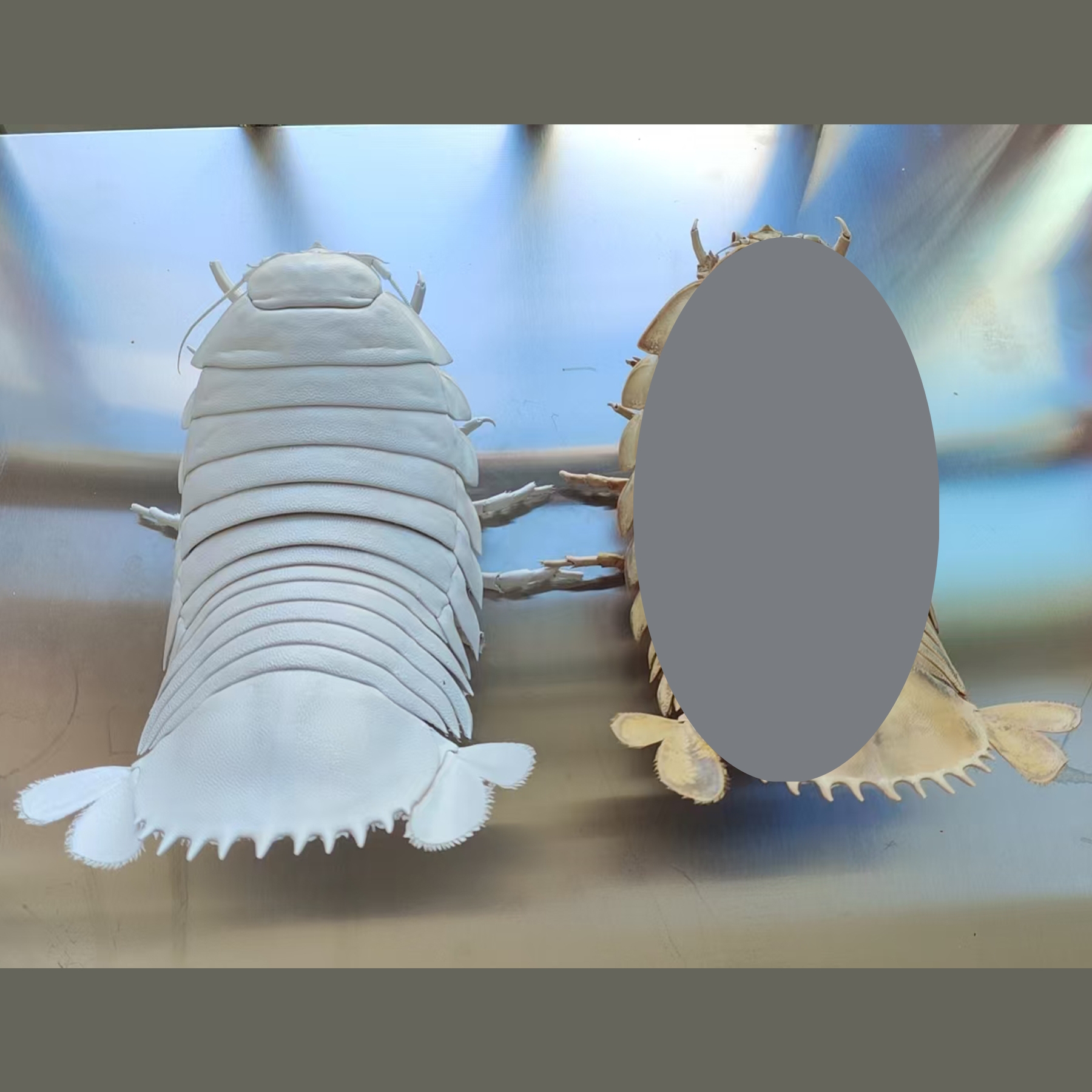 2242 Giant Bathynomus Giganteus Insect Resin Art Decoration Size 40cm Entomological Display Decoration Natural Home Accessories