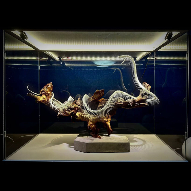 2112 Boutique series Deadwood Coiled Snake Animal Skeleton Specimen Home Decorative Ornaments Sculpture Collection Friends Relatives Gifts