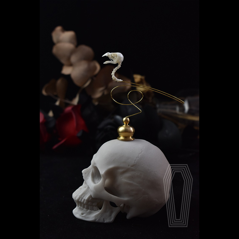2111 Boutique series Ethical Bird Skull Art Sculpture Copper Accents Natural History Display Handcrafted Craft Museum Collector Gift