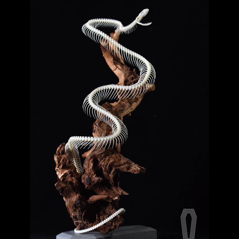2112 Boutique series Deadwood Coiled Snake Animal Skeleton Specimen Home Decorative Ornaments Sculpture Collection Friends Relatives Gifts