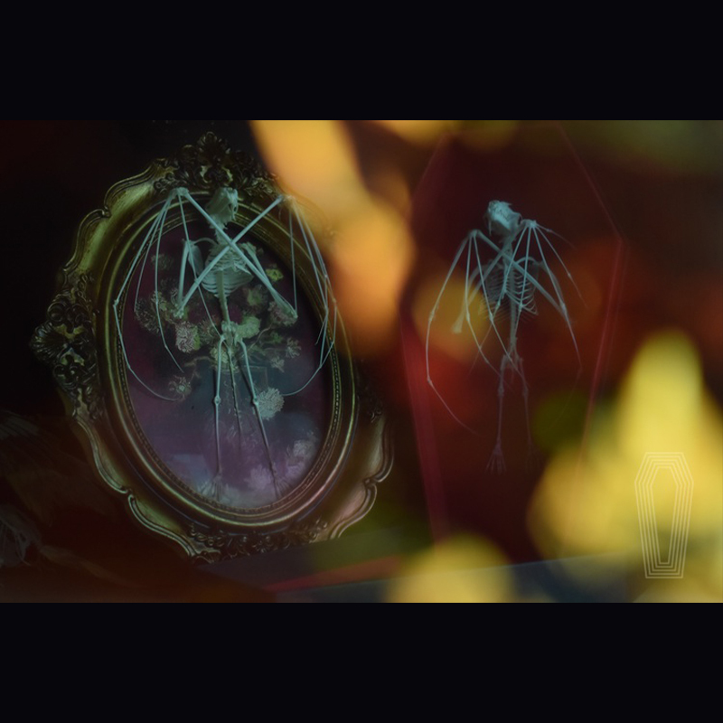 2123 Boutique series Gothic Coffin Box Bat Skeleton Craft Steampunk Wall Decor Ethical Educational Display Animal Parts Gothic Gift