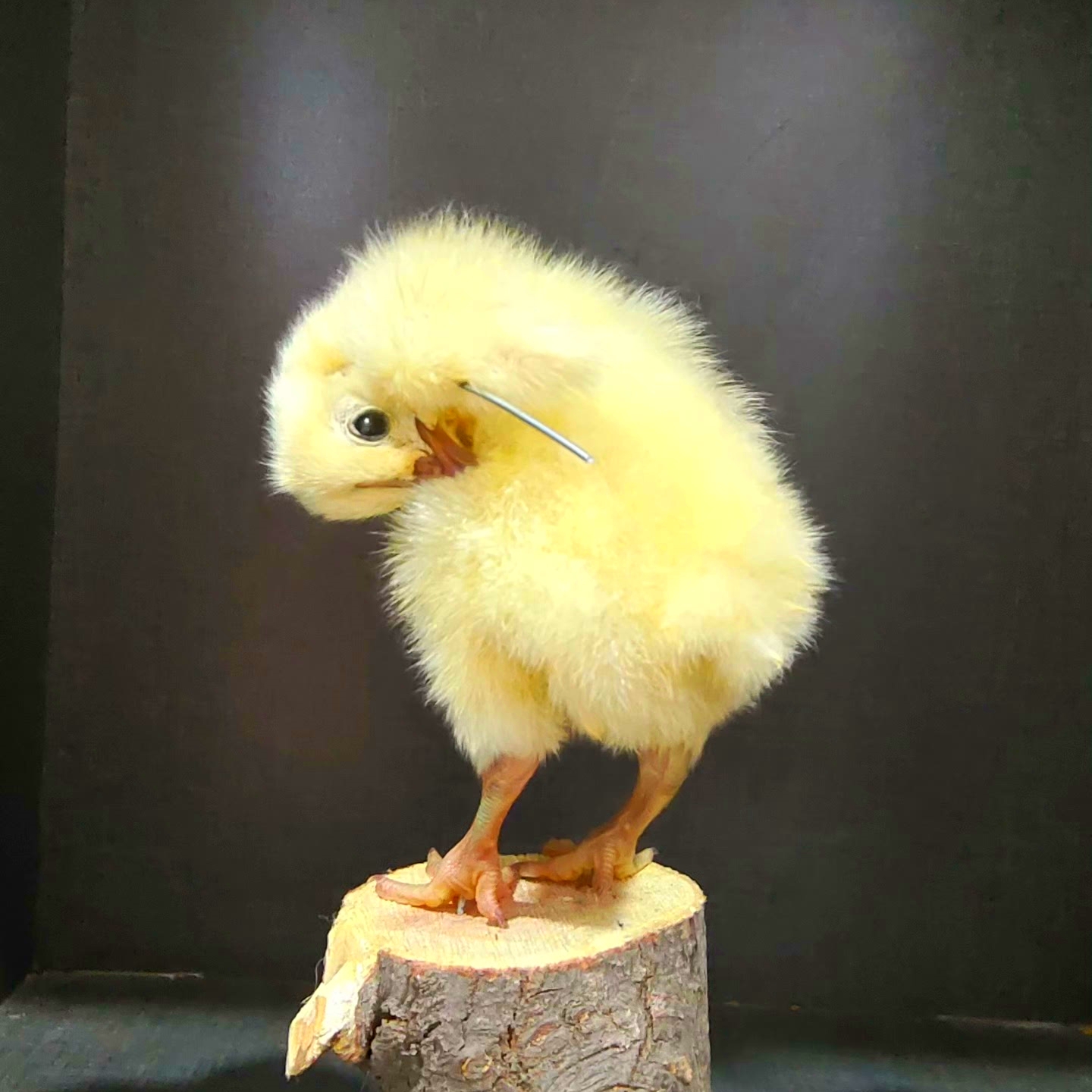 2068 Wholesale Chicken Duck Models for Wedding Decoration Christmas Halloween Party Ornament Science Teaching Props Figurines