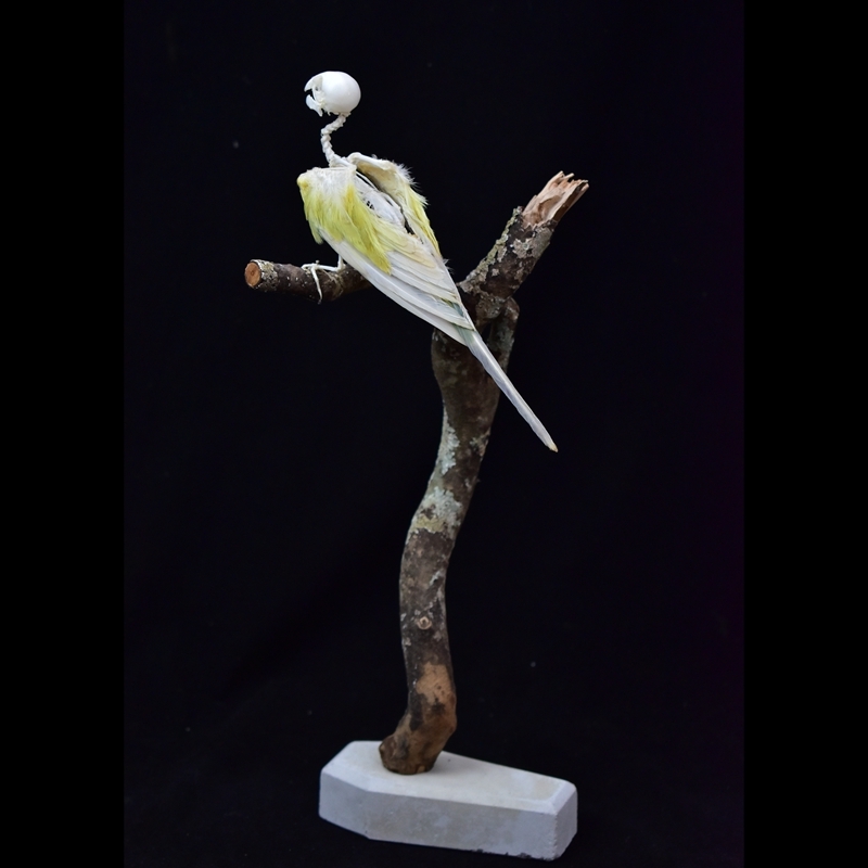 2041 Boutique series Avian Skeletal Art Arboreal Display Gothic Anatomy Study Articulated Bone Configuration Mythical Bird Bone Perch