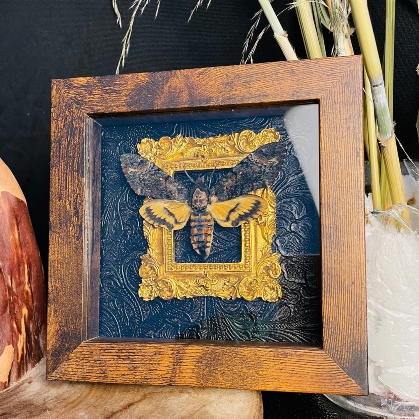 2051 Wholesale series 1/5/10pcs Death-headed Eagle Moth Gift Specimen Painting Gothic Art Creepy Weird Halloween Supplies Silent Lamb