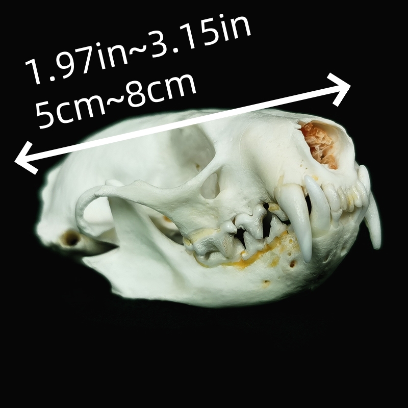 2115 Wholesale series 1/5/10 Pcs Crocodile Skull Artwork Decorative Sculpture Lot Premium Quality Animal Skull Home Decor Science