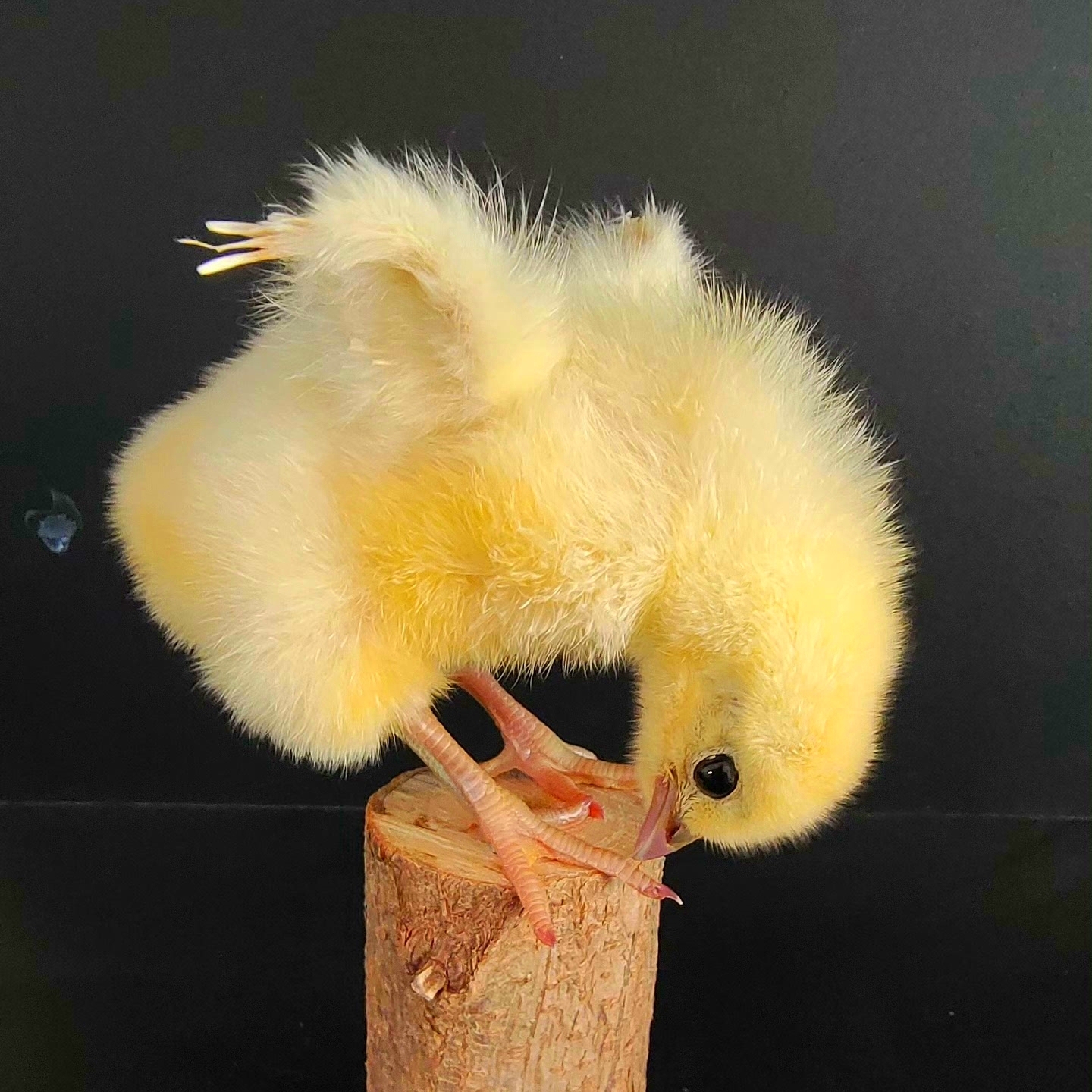 2068 Wholesale Chicken Duck Models for Wedding Decoration Christmas Halloween Party Ornament Science Teaching Props Figurines