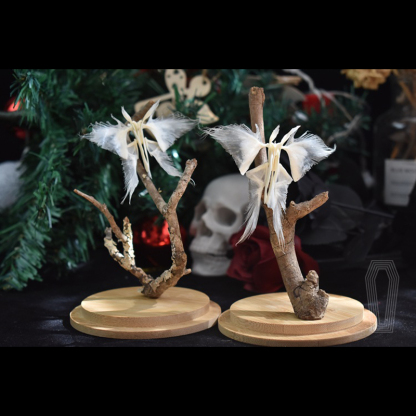 2110 Boutique series Butterfly Skeleton Art Sculpture Natural History Display Biological Craft 3D Wall Decor Unique Collector Gift