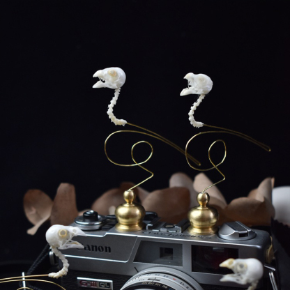 2111 Boutique series Ethical Bird Skull Art Sculpture Copper Accents Natural History Display Handcrafted Craft Museum Collector Gift