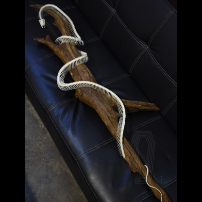 2112 Boutique series Deadwood Coiled Snake Animal Skeleton Specimen Home Decorative Ornaments Sculpture Collection Friends Relatives Gifts