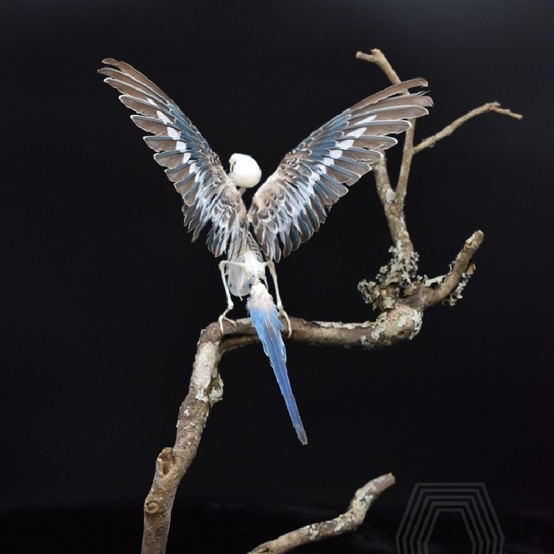 2041 Boutique series  Avian Skeletal Art Arboreal Display Gothic Anatomy Study Articulated Bone Configuration Mythical Bird Bone Perch