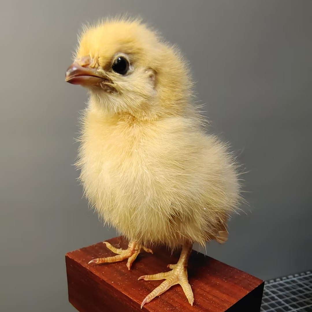 2068 Wholesale Chicken Duck Models for Wedding Decoration Christmas Halloween Party Ornament Science Teaching Props Figurines