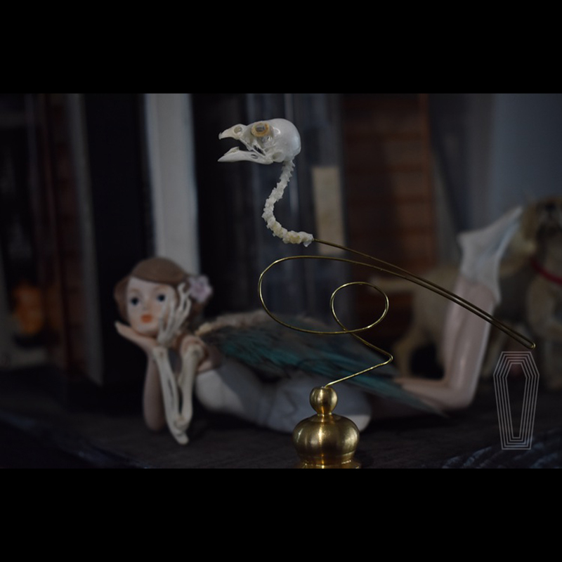 2111 Boutique series Ethical Bird Skull Art Sculpture Copper Accents Natural History Display Handcrafted Craft Museum Collector Gift