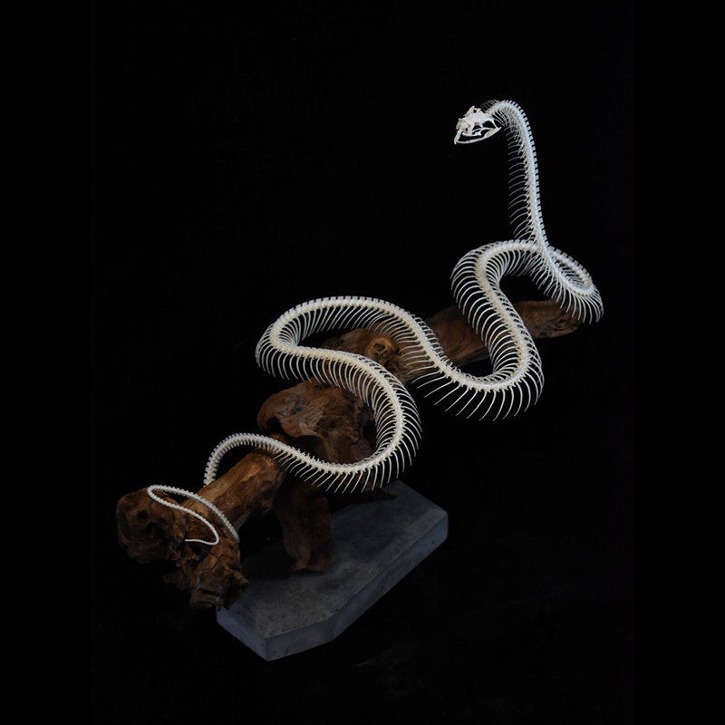 2112 Boutique series Deadwood Coiled Snake Animal Skeleton Specimen Home Decorative Ornaments Sculpture Collection Friends Relatives Gifts