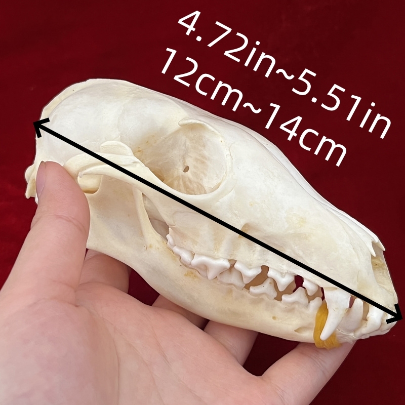 2115 Wholesale series 1/5/10 Pcs Crocodile Skull Artwork Decorative Sculpture Lot Premium Quality Animal Skull Home Decor Science