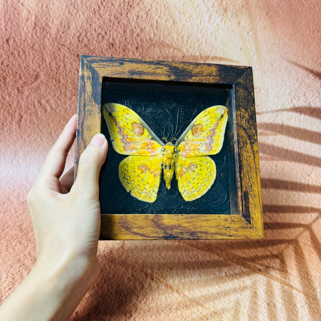 2051 Wholesale series 1/5/10pcs Death-headed Eagle Moth Gift Specimen Painting Gothic Art Creepy Weird Halloween Supplies Silent Lamb