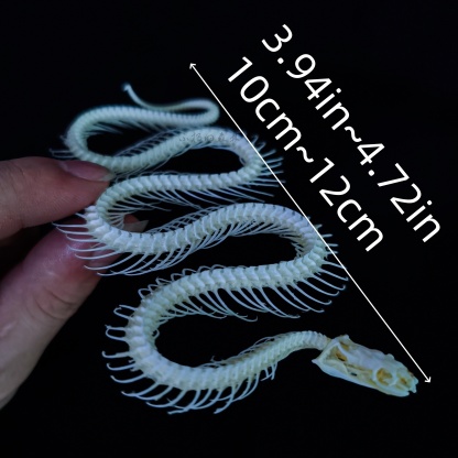 2115 Wholesale series 1/5/10 Pcs Crocodile Skull Artwork Decorative Sculpture Lot Premium Quality Animal Skull Home Decor Science