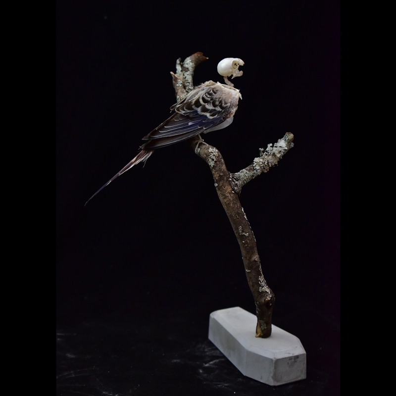 2041 Boutique series  Avian Skeletal Art Arboreal Display Gothic Anatomy Study Articulated Bone Configuration Mythical Bird Bone Perch