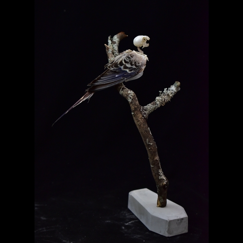 2041 Boutique series  Avian Skeletal Art Arboreal Display Gothic Anatomy Study Articulated Bone Configuration Mythical Bird Bone Perch