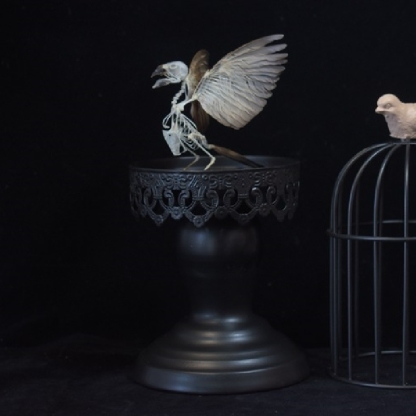 2001 Lifelike Avian Skeleton Replica Resin Cast Gothic Biology Study Non-Biological Specimen Dark Academia Decor Ethical