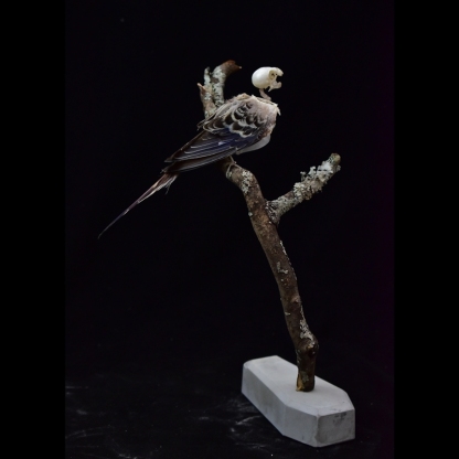2041 Boutique series  Avian Skeletal Art Arboreal Display Gothic Anatomy Study Articulated Bone Configuration Mythical Bird Bone Perch